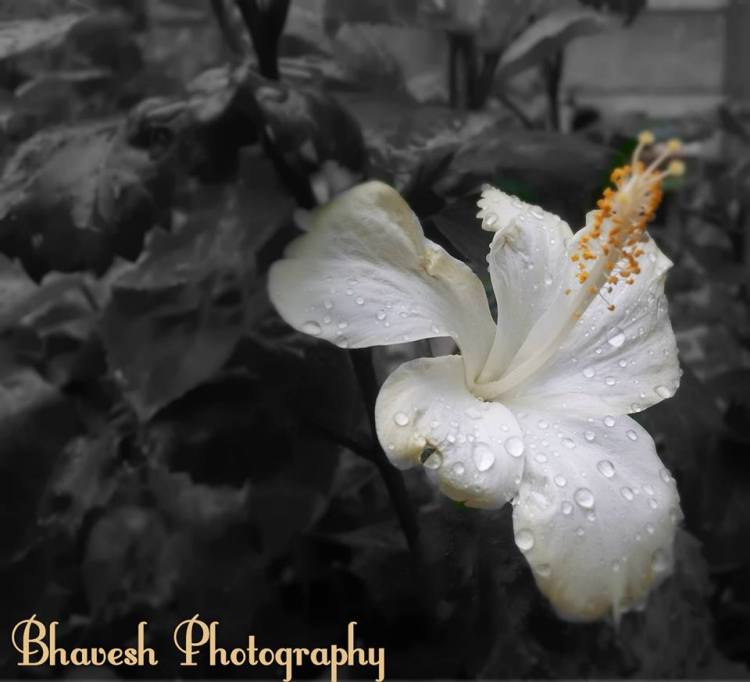 bhavesh-photography-nature-flowers-rain-images-global-annal-34-compressed